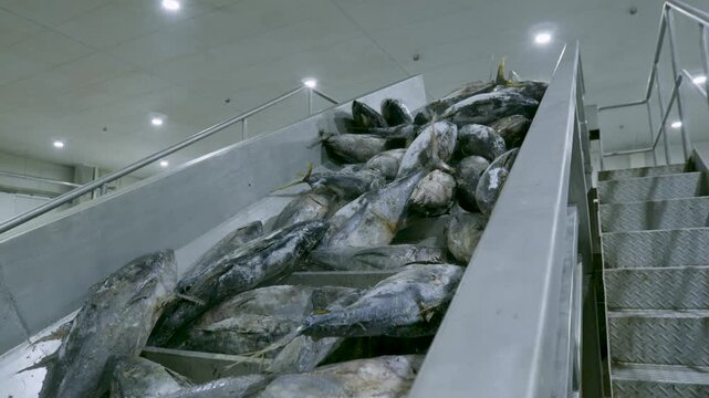 Diagonal View of Conveyor System Transporting Frozen Tuna in Factory