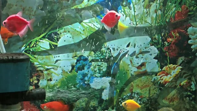Colorful glofish swimming in a decorated home aquarium tank with artificial plants and background scenery