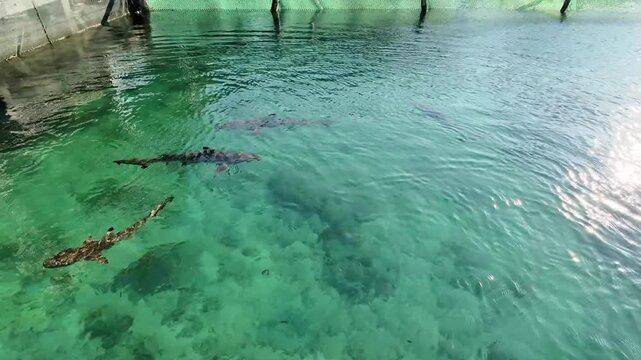 Blacktip Reef Sharks Swimming in Crystal Clear Water at Karimunjawa Shark Conservation, Indonesia