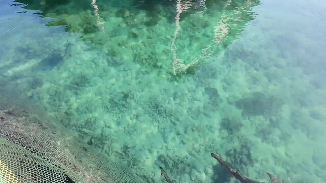 Blacktip Reef Sharks Swimming Above Coral Reef in Crystal Clear Water at Karimunjawa Indonesia