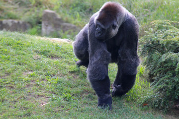 gorilla in a zoo in berlin in germany  © frdric