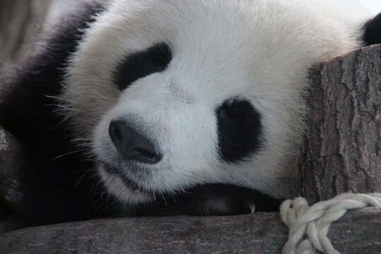 giant panda in a zoo in berlin in france 