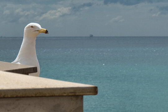 M&ouml;we schaut hinter einer Steinmauer am Meer hervor