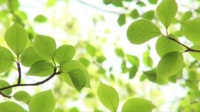 揺れる新緑の葉