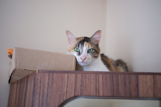 Calico cat peeking curiously from behind a cardboard box with an orange tab visible.