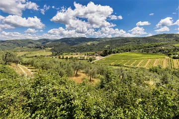 A picturesque landscape of the Chianti Classico wine region in Tuscany, Italy (around Greve in Chianti and Panzano). Rows of vineyards and olive groves stretch into the distance in the foreground  © Sergey