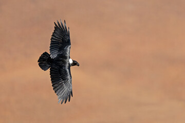 Naklejka premium A white-necked raven (Corvus albicollis) in flight with open wings, South Africa
