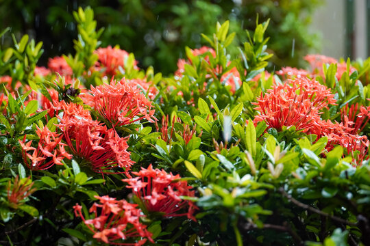 Vibrant red Ixora flowers bloom amidst lush green foliage during a gentle rain shower