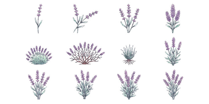 Collection of hand drawn lavender flower sketches in a vintage botanical art style set