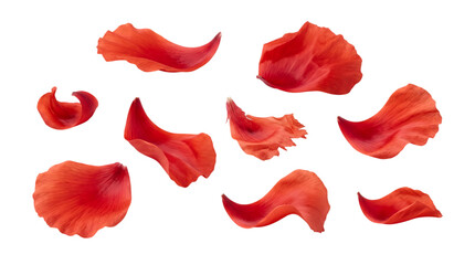 Fototapeta premium Set of beautiful red flower petals isolated on a black background for creative design projects