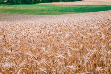 Dense golden wheat field stretches toward green pastures under summer light, abundant harvest ready for cutting. Agriculture concept. © EdNurg