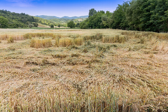 Flattened and lodged wheat stalks cover a summer field after storm damage, with forested hills beyond. Crop loss concept.