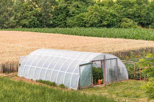 Small plastic polytunnel greenhouse stands open beside ripening wheat and corn fields on a sunny summer farm. Sustainable gardening concept.