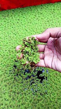 Hand Holding Floating Water Fern (Azolla) on Green Pond Surface &ndash; Aquatic Plant, Nature and Ecology Video