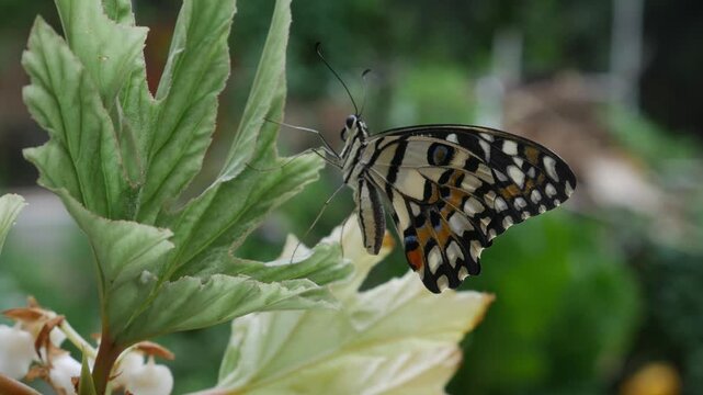 Lime butterfly with pale worn wing pattern resting on tropical leaf with bright green bokeh garden background