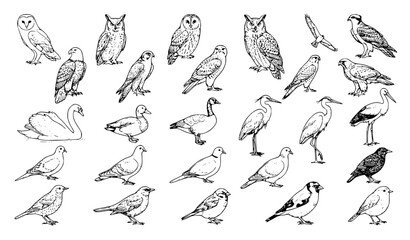 Fototapeta premium Bird Sketch Vector Collection EPS10