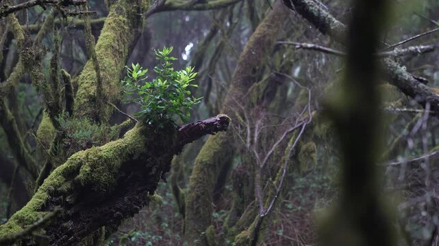 Twisted Juniper Forest aka El Sabinar on El Hierro Island, Cape Verde