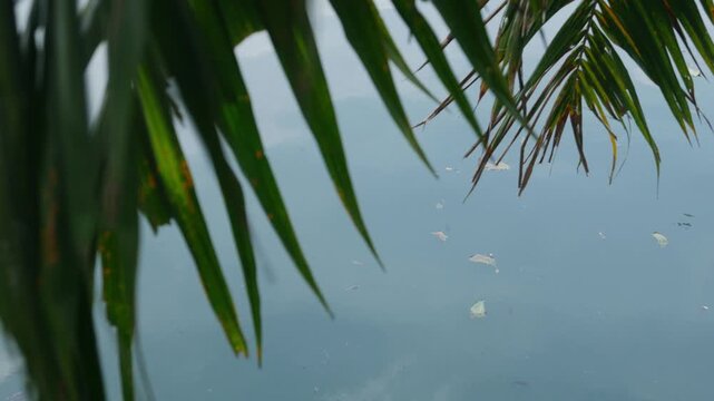 Tropical palm frond hanging over calm pond water surface reflecting blue sky and clouds in urban park