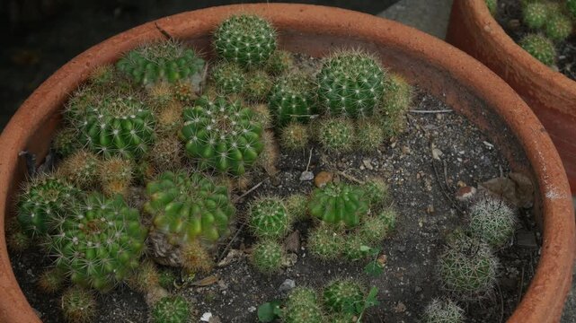 Collection of Terracotta Pots with Cacti Succulents on Weathered Concrete Steps Bamboo Palm Urban Garden Brick Wall Background