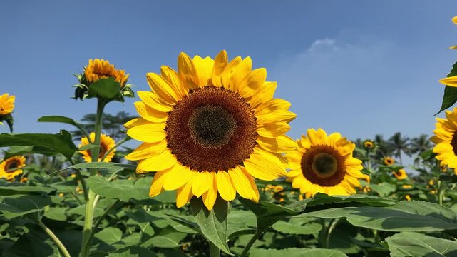 Slow motion of a sunflower garden in bloom on a sunny day. Very beautiful and pleasing to the eye.