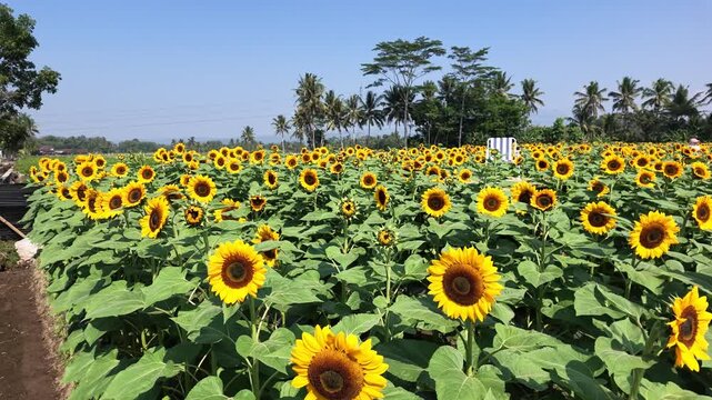 Slow motion of a sunflower garden in bloom on a sunny day. Very beautiful and pleasing to the eye.
