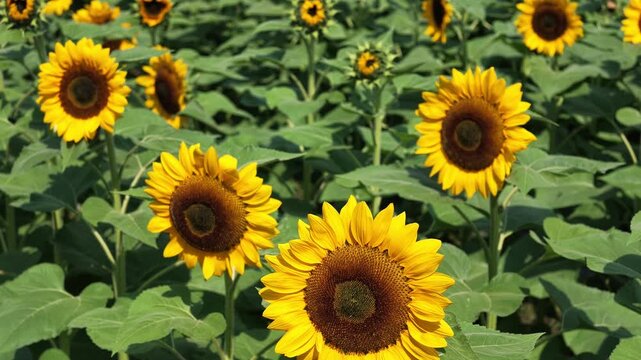 Slow motion of a sunflower garden in bloom on a sunny day. Very beautiful and pleasing to the eye.