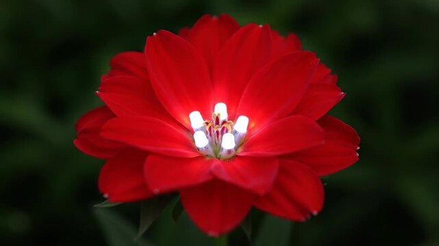 Close-up of red flowers, close-up shot of red flowers