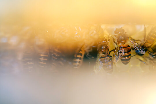Macro close up of honey bees tending brood cells and honeycomb inside a beehive. Natural pollinator colony behavior, beekeeping and insect ecology concept.