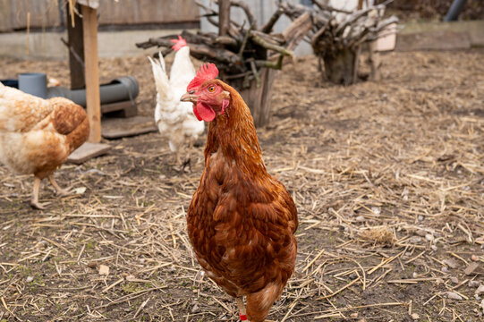 Single brown hen walking in outdoor farmyard with chickens