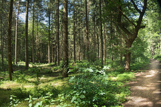 Dichter gr&uuml;ner Nadelwald mit schattigem Waldweg an einem sonnigen Sommertag