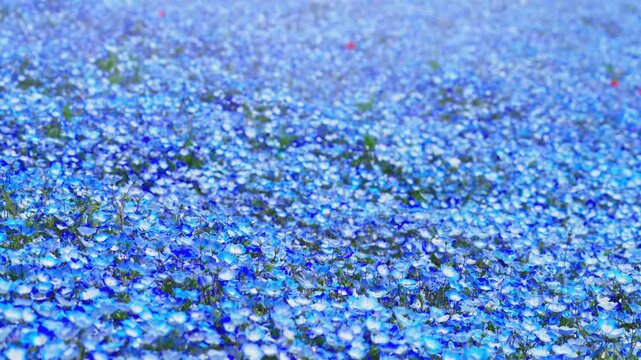 ネモフィラの花畑　春イメージ
