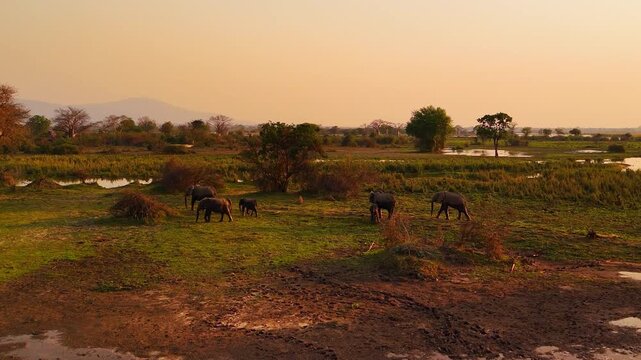 A drone view shows elephants walking and grazing across sunset grassland surrounded by shallow wetlands in Liwonde National Park, Malawi.