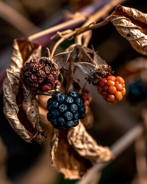 Vertrocknete Brombeeren und welke Bl&auml;tter als Folge von Hitze und Trockenheit
