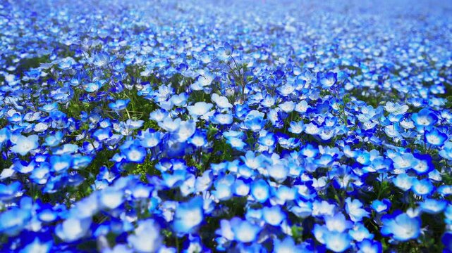 ネモフィラの花畑　春イメージ
