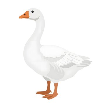 White domestic goose standing on isolated background. Elegant waterfowl bird with long neck and orange beak for farm or nature themes.