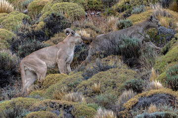Male and Female Puma, Mountain Lion or cougar (Puma concolor) Pair Walking Through Rugged Patagonian Terrain. Torres del Paine, Patagonia, Chili. © Albert