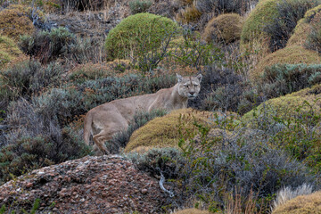 Obraz premium Male Puma, Mountain Lion or cougar (Puma concolor) Walking Through Rugged Patagonian Terrain. Torres del Paine, Patagonia, Chili.