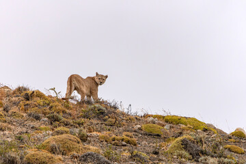 Puma, mountain lion, or cougar (Puma concolor) on Rocky Hillside in Patagonian Habitat. Torres del Paine, Patagonia, Chili. © Albert