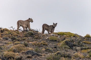 Two Puma, mountain lion, or cougar (Puma concolor) on Rocky Hillside in Patagonian Habitat. Torres del Paine, Patagonia, Chili. © Albert