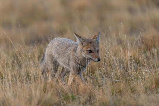 Wild South American gray fox (Lycalopex griseus) also known as the Patagonian fox, the chilla or zorro gris (gray fox or gray zorro). Standing in Grassy Field. Patagonia Chili.