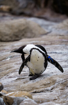 A penguin whose legs are short but can still scratch its itch