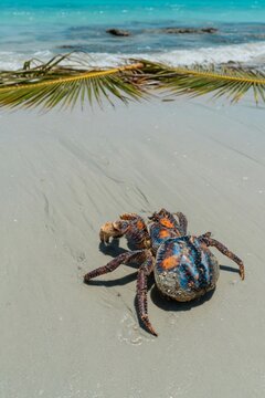 Vivid blue and orange coconut crab crawling across wet sandy tropical beach with palm frond, turquoise ocean waves and rocky shoreline in background, wildlife photography from above
