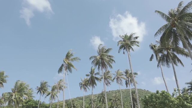 Tall Coconut Palm Trees Swaying Under Blue Sky at Bobby Beach Karimunjawa Indonesia