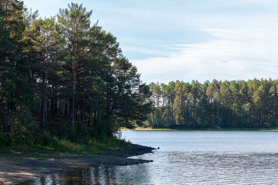 Lake with pine and birch forest on the shores at summer or early autumn sunset.