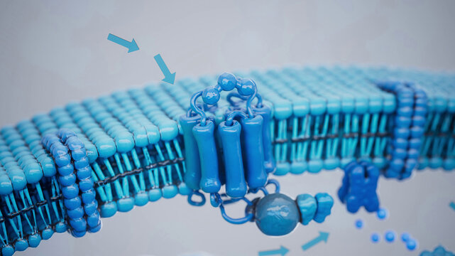 Conceptual 3D illustration of adrenaline triggering lipolysis inside a fat cell