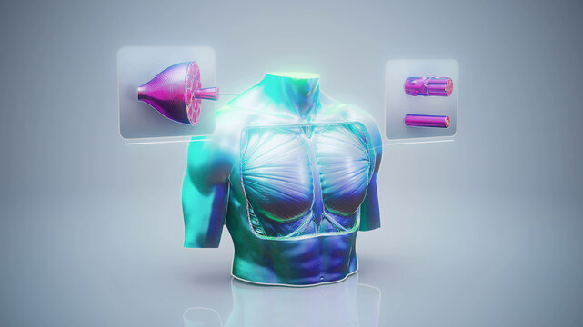 Conceptual 3D illustration of pectoral muscle anatomy