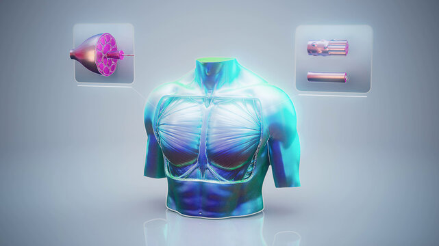 Conceptual 3D illustration of pectoral muscle anatomy