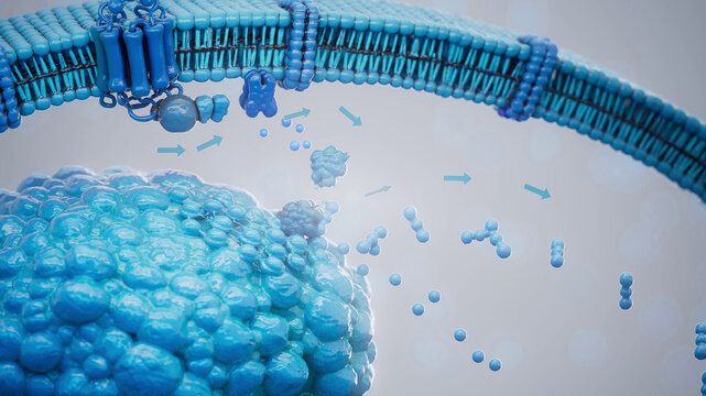 Conceptual 3D illustration of adrenaline triggering lipolysis inside a fat cell