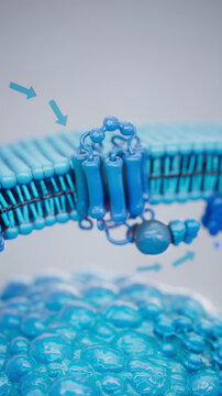 Conceptual 3D illustration of adrenaline triggering lipolysis inside a fat cell