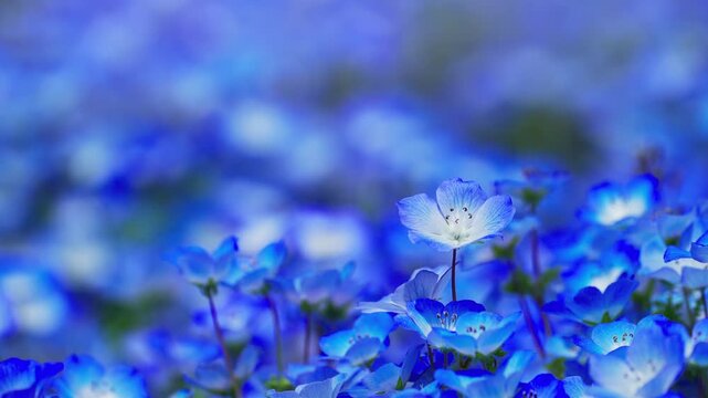 ネモフィラの花畑　春イメージ

